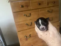 Freda, a female Boston Terrier and Chihuahua for sale in East Dublin, GA – 1 of 3