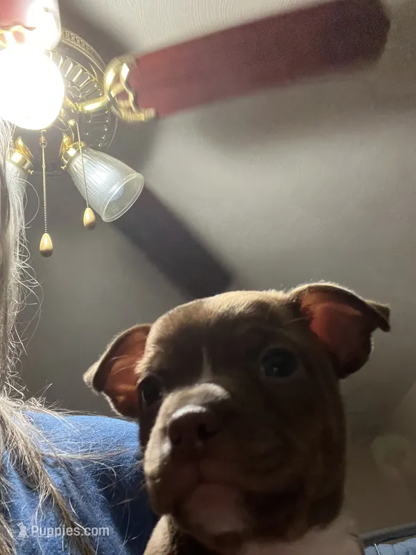 Duce – Boston Terrier, Chihuahua puppy for sale in East Dublin, GA