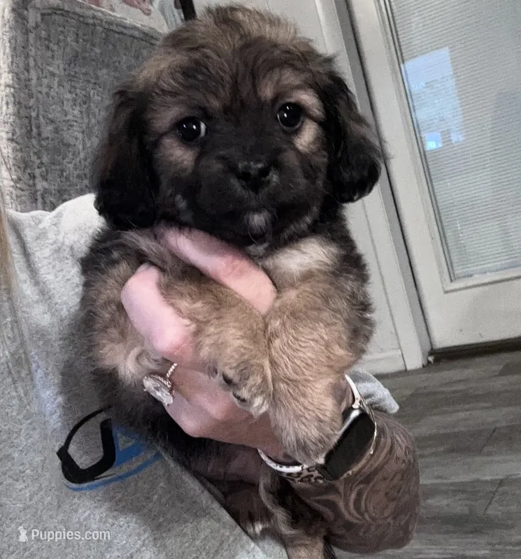 Ciera – Shih Tzu, Yorkshire Terrier puppy for sale in East Dublin, GA
