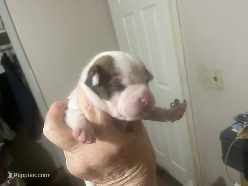 Callie – Boston Terrier, Chihuahua puppy for sale in East Dublin, GA