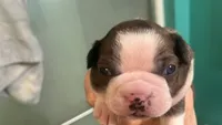 Venus, a female Boston Terrier for sale in East Dublin, GA – 2 of 3