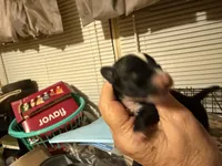 Gizmo, a male Chihuahua for sale in East Dublin, GA – 1 of 4