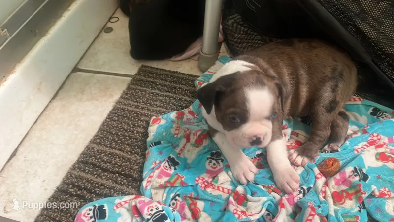 Venus – Boston Terrier puppy for sale in East Dublin, GA