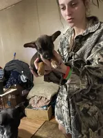 Jason, a male Chihuahua for sale in East Dublin, GA – Photo 2 of 3