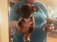 Jason, a male Chihuahua for sale in East Dublin, GA – Photo 1 of 3