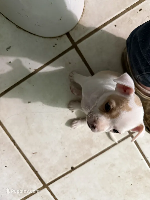 Snow White – Boston Terrier, Chihuahua puppy for sale in East Dublin, GA