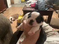 Roxi, a female Boston Terrier for sale in East Dublin, GA – 2 of 4