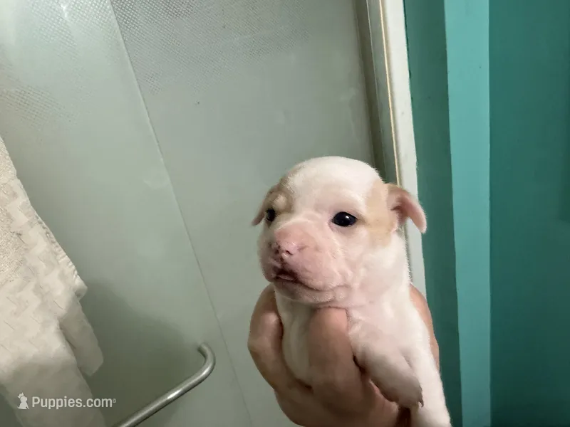 Snow White – Boston Terrier, Chihuahua puppy for sale in East Dublin, GA