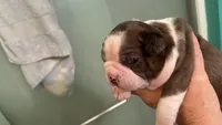 Venus, a female Boston Terrier for sale in East Dublin, GA – 3 of 3