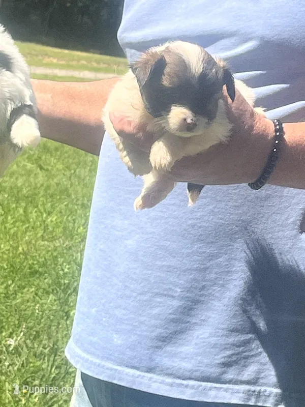 Sassy, a female Chihuahua and Morkie for sale in East Dublin, GA – 1 of 3