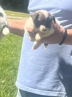 Sassy, a female Chihuahua and Morkie for sale in East Dublin, GA – 1 of 3