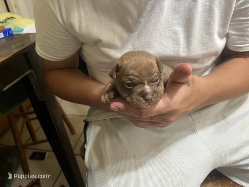 Duce – Boston Terrier, Chihuahua puppy for sale in East Dublin, GA