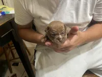 Duce, a male Boston Terrier and Chihuahua for sale in East Dublin, GA – 3 of 10