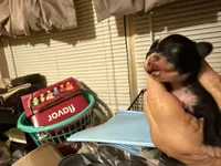 Gizmo, a male Chihuahua for sale in East Dublin, GA – 3 of 4