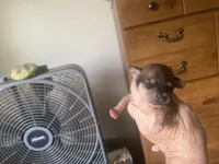 Brownie, a male Chihuahua for sale in East Dublin, GA – 3 of 3
