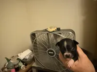 Greta, a female Boston Terrier and Chihuahua for sale in East Dublin, GA – 2 of 3
