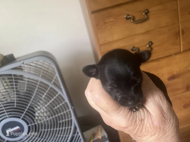Ebony – Chihuahua puppy for sale in East Dublin, GA