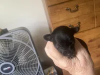 Ebony, a female Chihuahua for sale in East Dublin, GA – 1 of 3