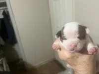 Callie, a female Boston Terrier and Chihuahua for sale in East Dublin, GA – 5 of 9