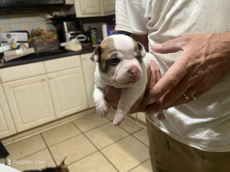 Callie – Boston Terrier, Chihuahua puppy for sale in East Dublin, GA
