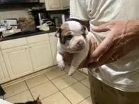 Callie, a female Boston Terrier and Chihuahua for sale in East Dublin, GA – 1 of 9