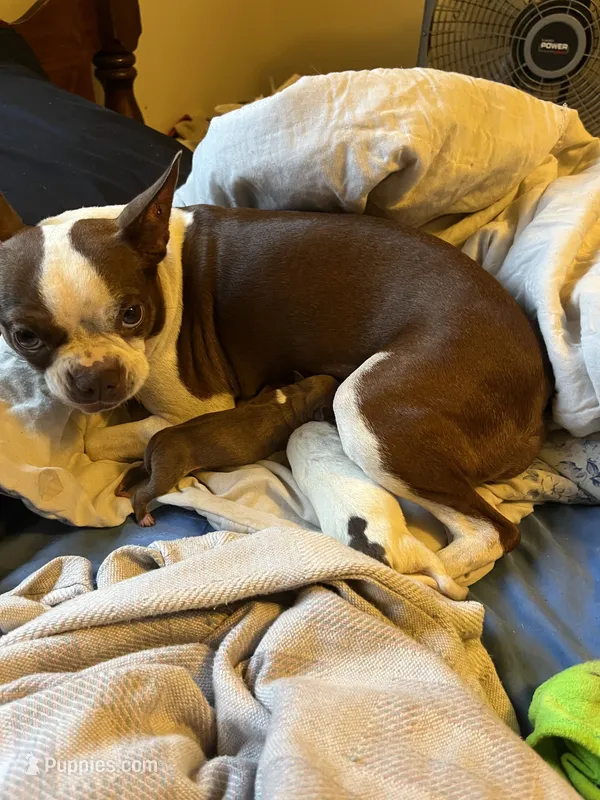 Callie, a female Boston Terrier and Chihuahua for sale in East Dublin, GA – 1 of 2
