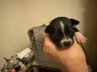 Greta, a female Boston Terrier and Chihuahua for sale in East Dublin, GA – 3 of 3