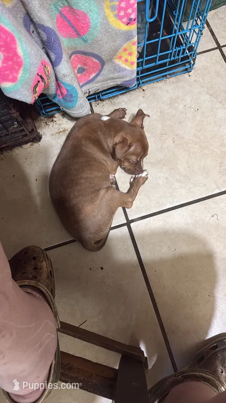 Koda Blue – Boston Terrier, Chihuahua puppy for sale in East Dublin, GA