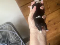 Athena, a female Boston Terrier and Chihuahua for sale in East Dublin, GA – 4 of 4