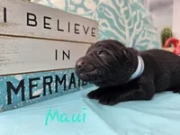 Maui, a male German Shepherd Dog for sale in Kokomo, IN – 5 of 6