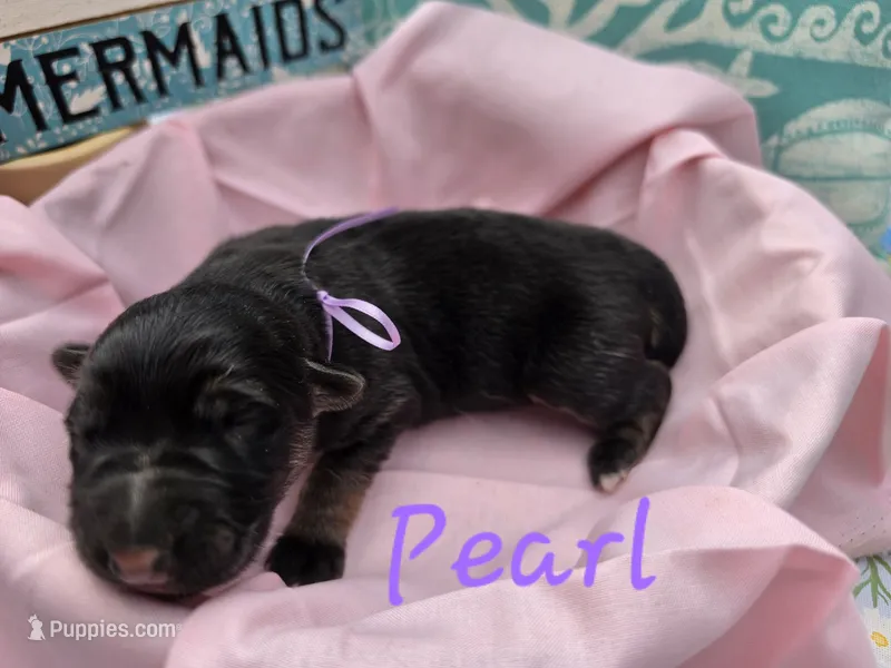 Pearl – German Shepherd Dog puppy for sale in Kokomo, IN