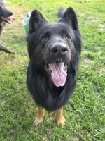 Maui, a male German Shepherd Dog for sale in Kokomo, IN – 6 of 6