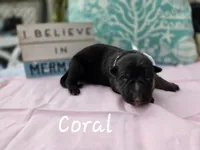 Coral, a female German Shepherd Dog for sale in Kokomo, IN – 2 of 3