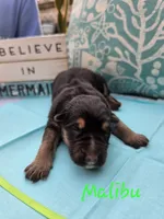 Malibu, a male German Shepherd Dog for sale in Kokomo, IN – 3 of 3