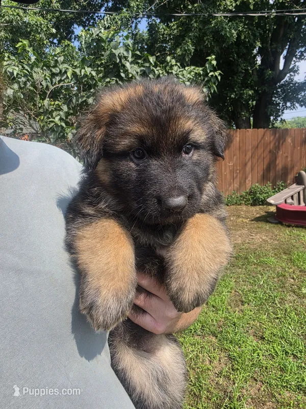 Pearl (Long Hair) – German Shepherd Dog puppy for sale in Kokomo, IN