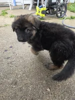 Pearl (Long hair), a female German Shepherd Dog for sale in Kokomo, IN – 3 of 5