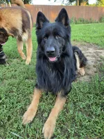 Pearl (Long hair), a female German Shepherd Dog for sale in Kokomo, IN – 5 of 5