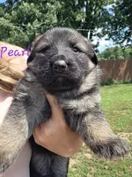 Pearl (Long Hair), a female German Shepherd Dog for sale in Kokomo, IN – 6 of 7