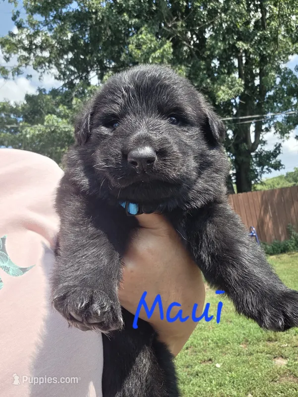 Maui – German Shepherd Dog puppy for sale in Kokomo, IN