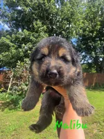 Malibu (Long Hair), a male German Shepherd Dog for sale in Kokomo, IN – 6 of 7