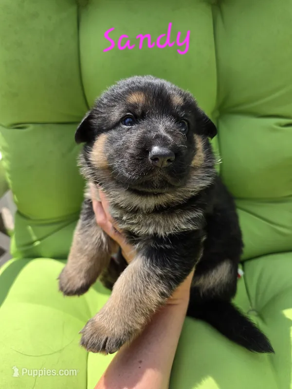 Sandy – German Shepherd Dog puppy for sale in Kokomo, IN