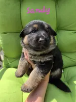 Sandy (Standard coat), a female German Shepherd Dog for sale in Kokomo, IN – 2 of 7