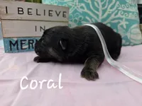 Coral, a female German Shepherd Dog for sale in Kokomo, IN – 3 of 3