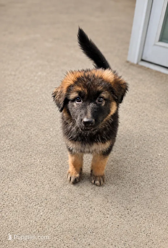Pearl (Long hair) – German Shepherd Dog puppy for sale in Kokomo, IN