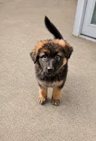 Pearl (Long hair), a female German Shepherd Dog for sale in Kokomo, IN – 1 of 5