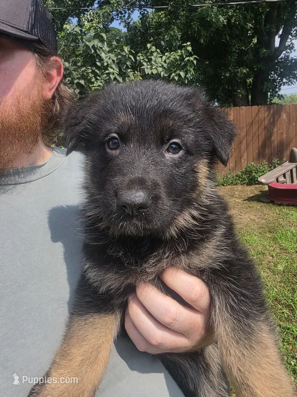 Coral (Standard coat) – German Shepherd Dog puppy for sale in Kokomo, IN