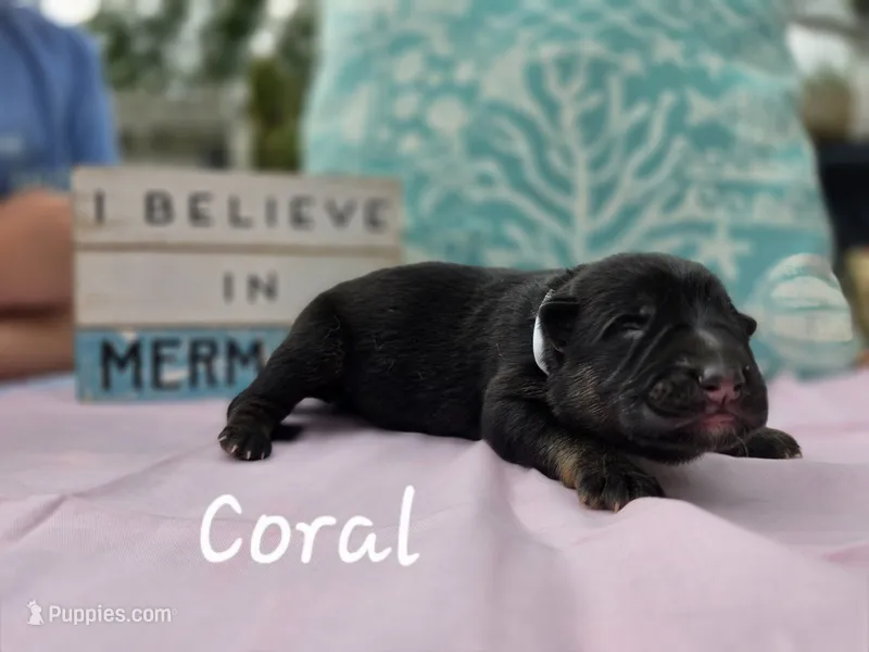 Coral – German Shepherd Dog puppy for sale in Kokomo, IN