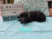 Maui, a male German Shepherd Dog for sale in Kokomo, IN – 1 of 6