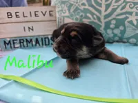 Malibu, a male German Shepherd Dog for sale in Kokomo, IN – 2 of 3