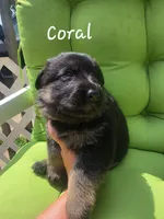 Coral (Standard coat), a female German Shepherd Dog for sale in Kokomo, IN – 2 of 7